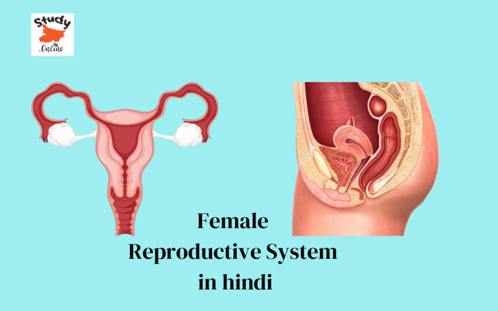 Female Reproductive System in Hindi