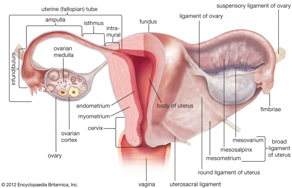 Female reproductive system in Hindi 
