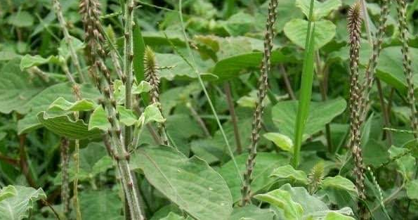 Chaff Tree