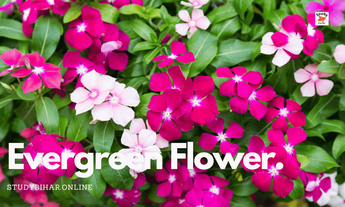 Evergreen Flower